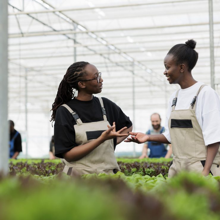 Happy farm workers discussing healthy sustainable negative co2 footprint environmentally conscious ways to grow organic green lettuce crops. Modern entrepreneurial eco friendly greenhouse